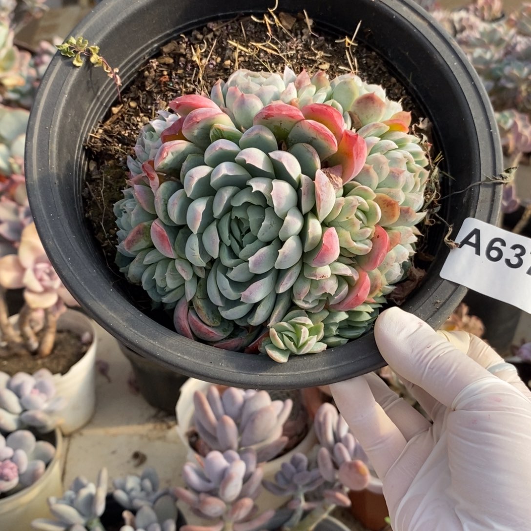 637西娜手捧一物一拍