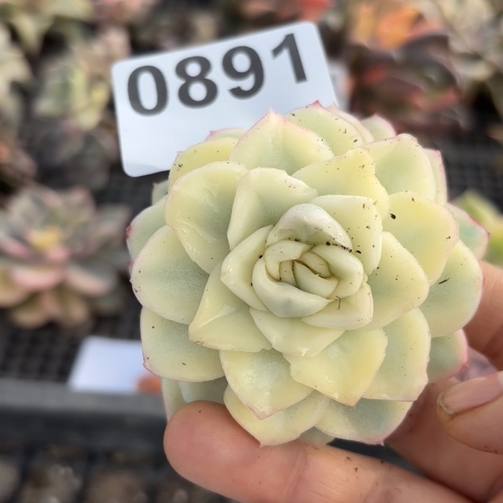 多肉植物满18包邮当场凑单