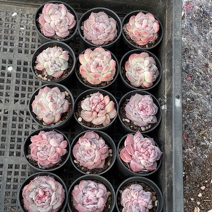 杂交品15棵多肉植物