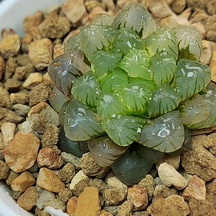 姬玉露锦 3.5厘米左右一物一拍带盆土