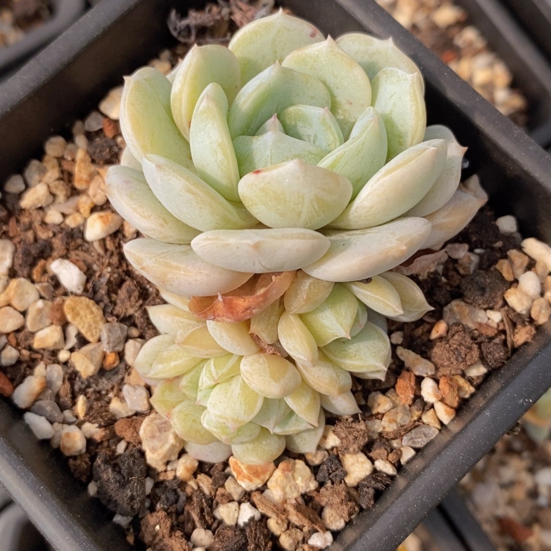 可问主播品种，下滑链接更多品种多肉选择