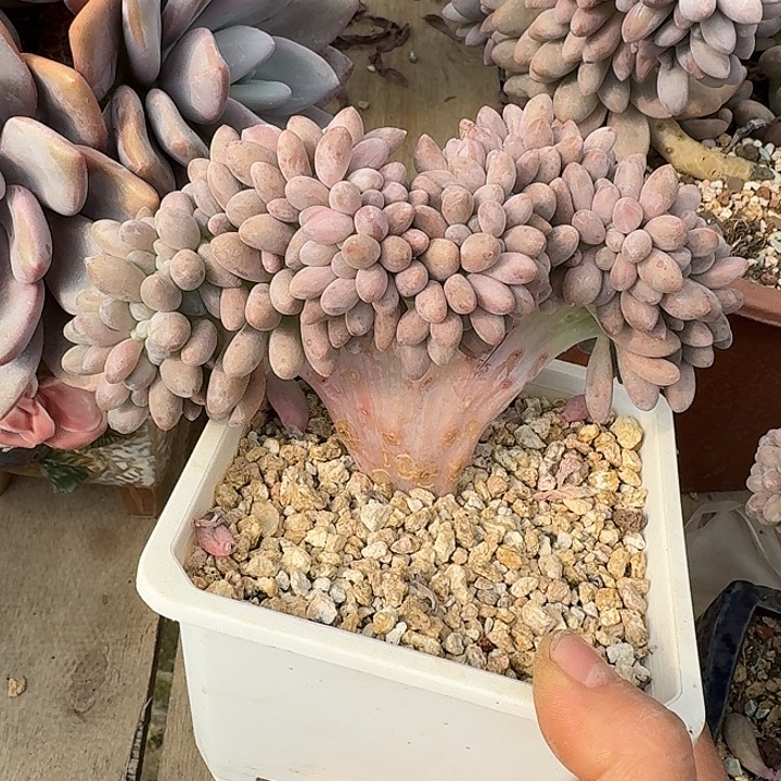 粉色恋人缀化多肉一组