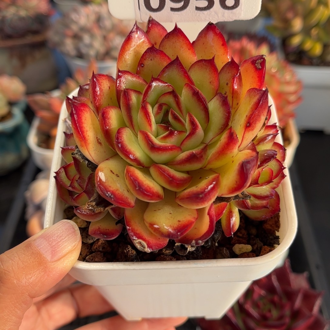 0956 天冷必拍保温箱