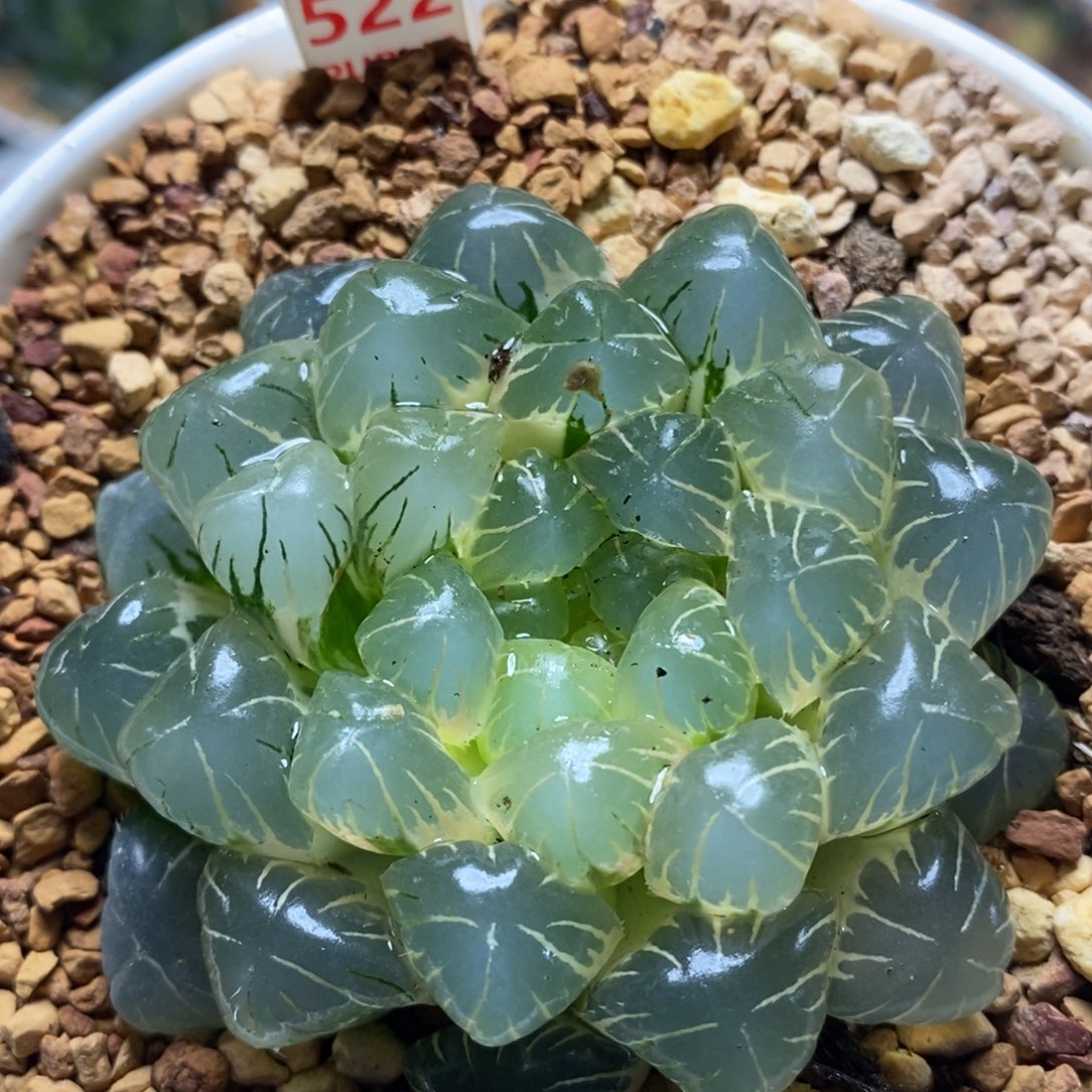 522湖水玉露十二卷多肉植物