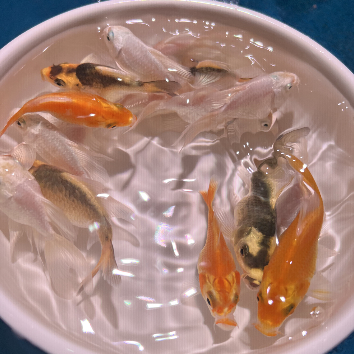 6-7公分冷水观赏鱼锦鲤蝴蝶鲤鱼广东发货招财好养耐活蝴蝶鲤玛雅