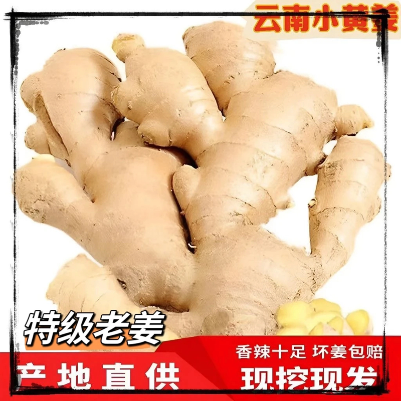 正宗两年云南小黄姜0.5斤-5斤新鲜生姜老姜高山精选嫩姜子姜
