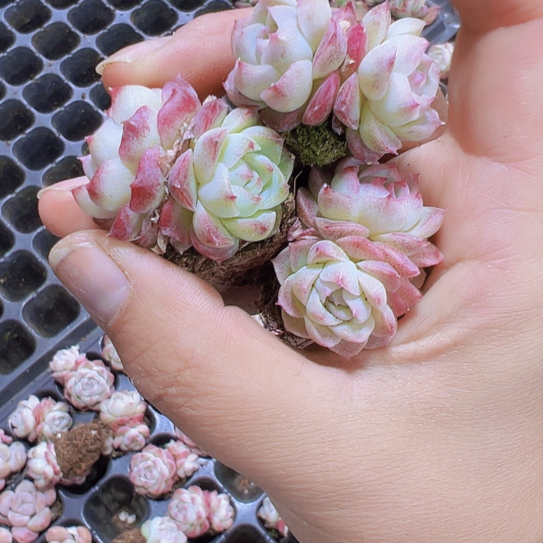 双头玫瑰仙子3个19包邮哟