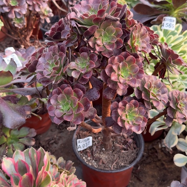 满20包邮，37欧紫老桩