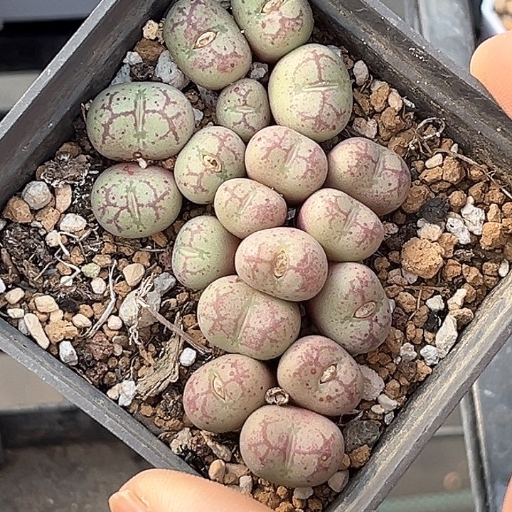 精品多肉植物园艺大型紫猴