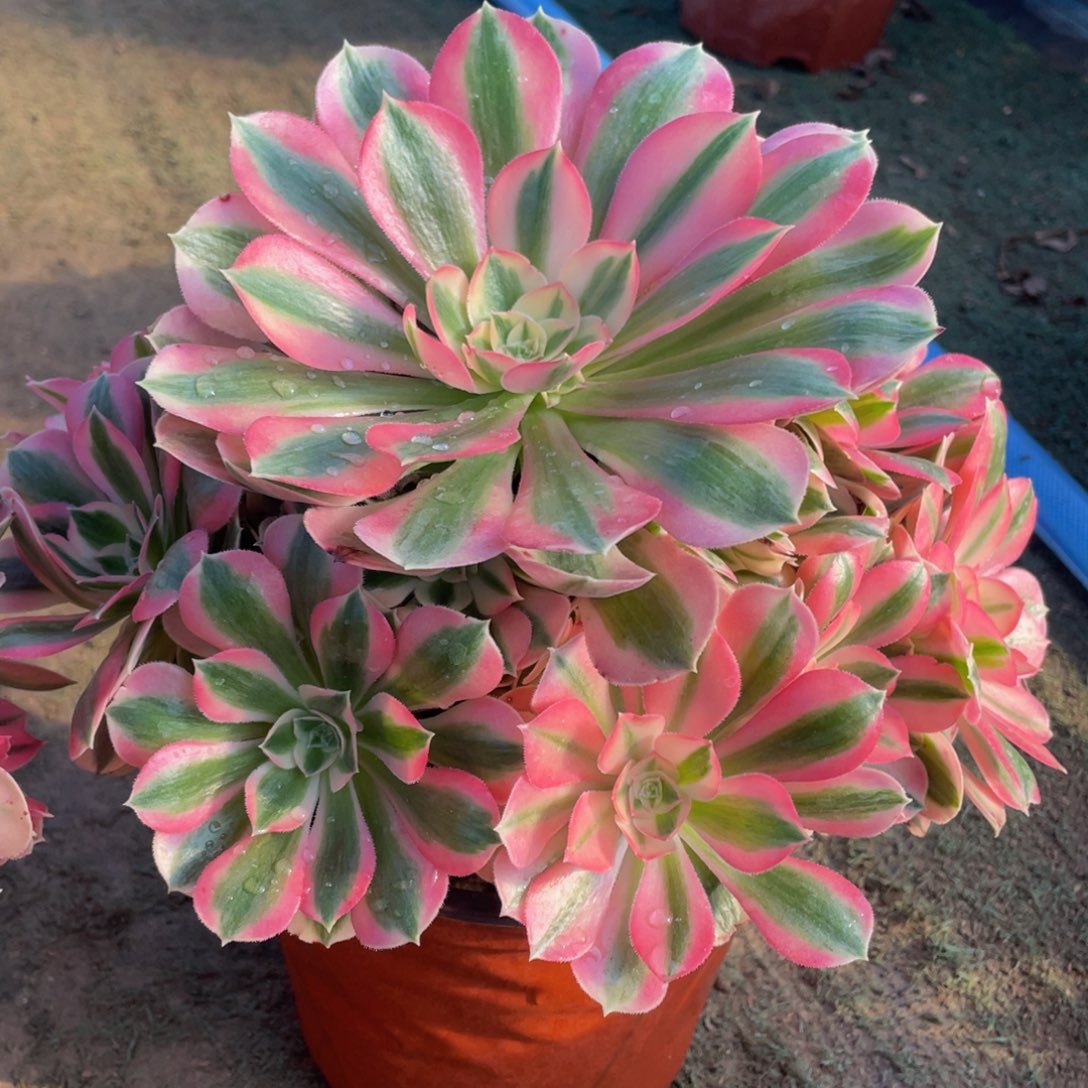 891粉女巫精品法师老桩