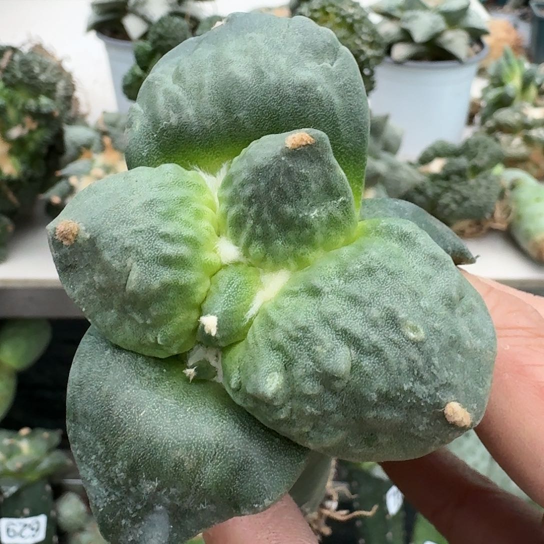 【闪购商品】无花朵行*大尤怒涛273