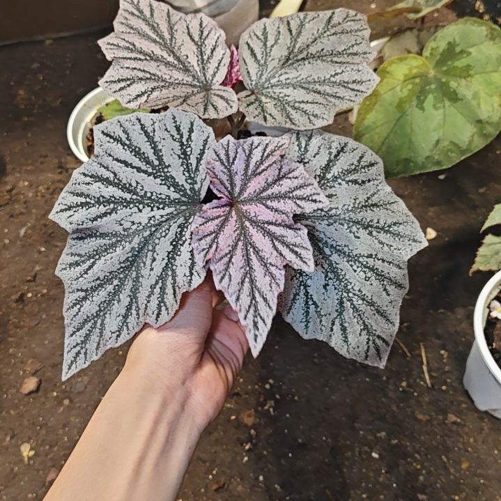 粉红豹秋海棠一物一拍