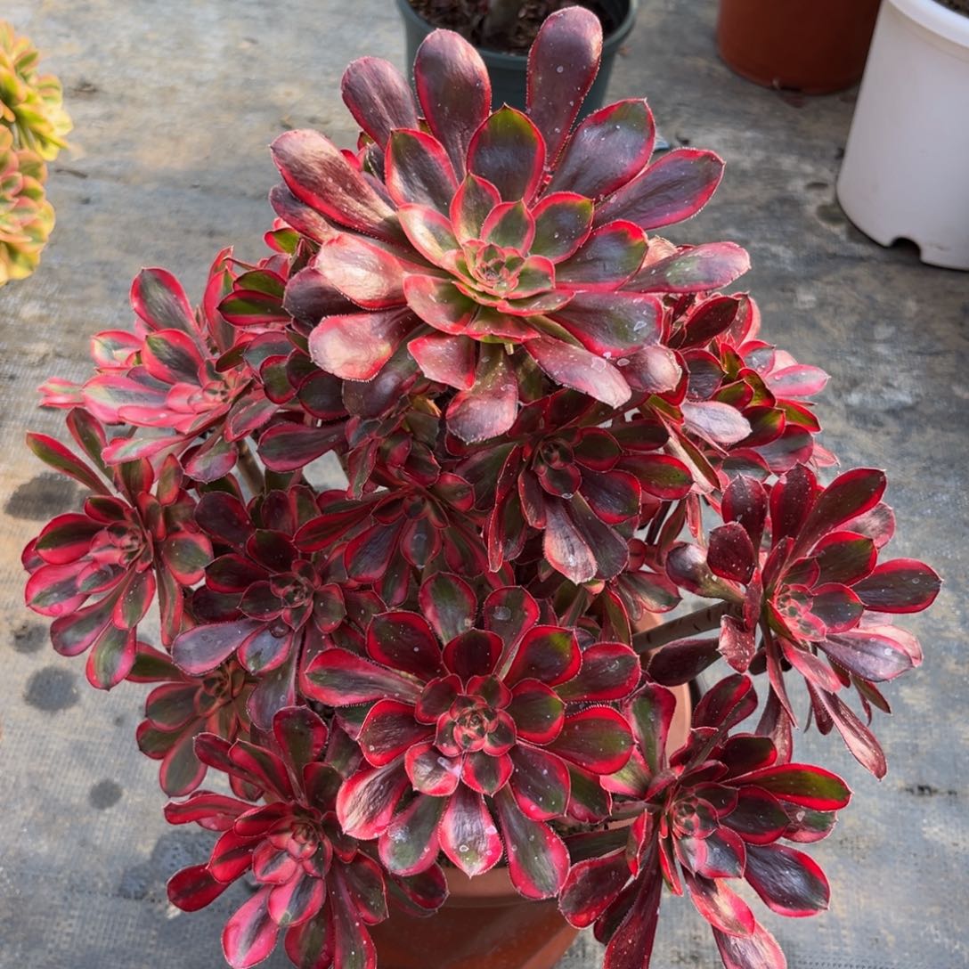 19精品丽娜锦法师