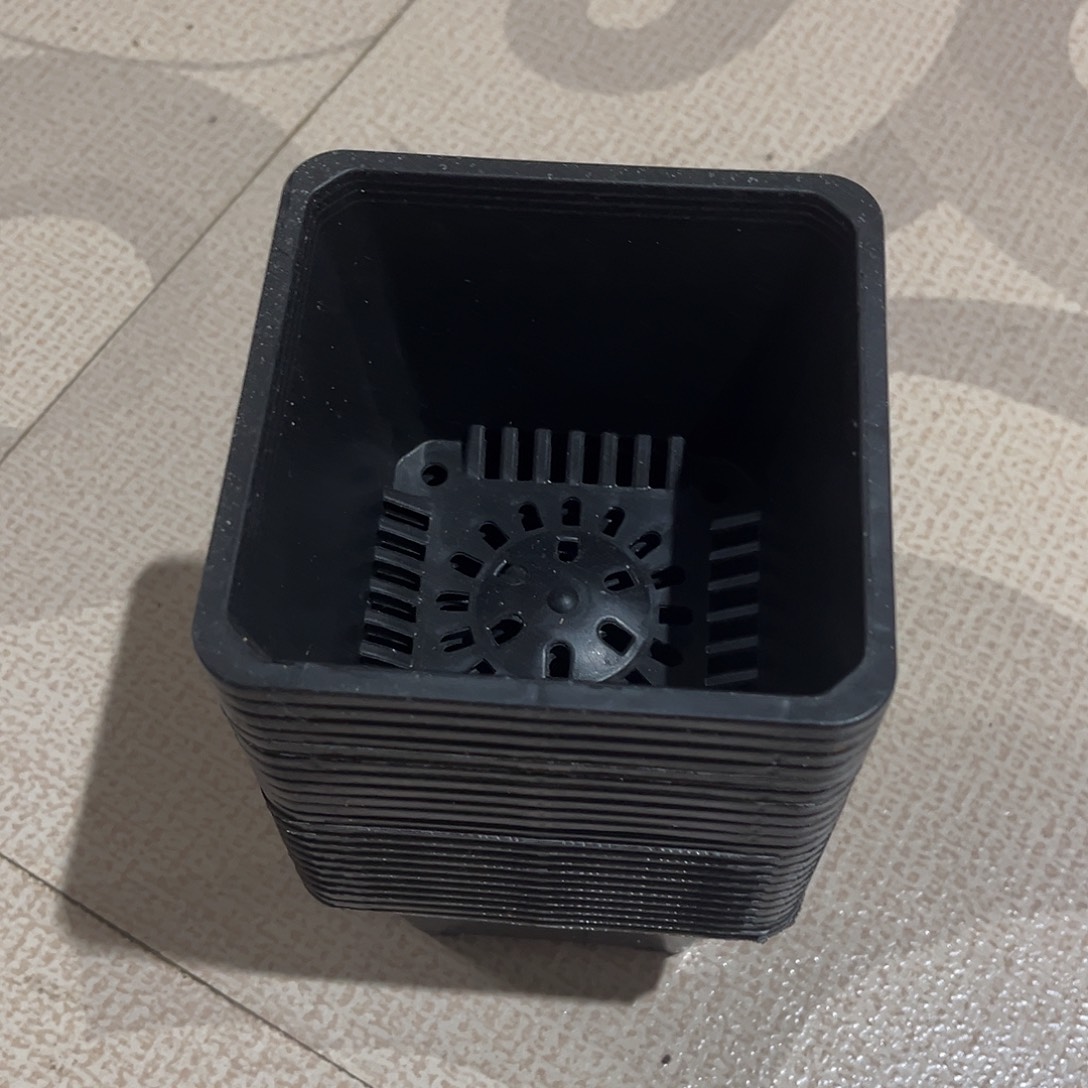 中厚口11高8黑盆20个无托