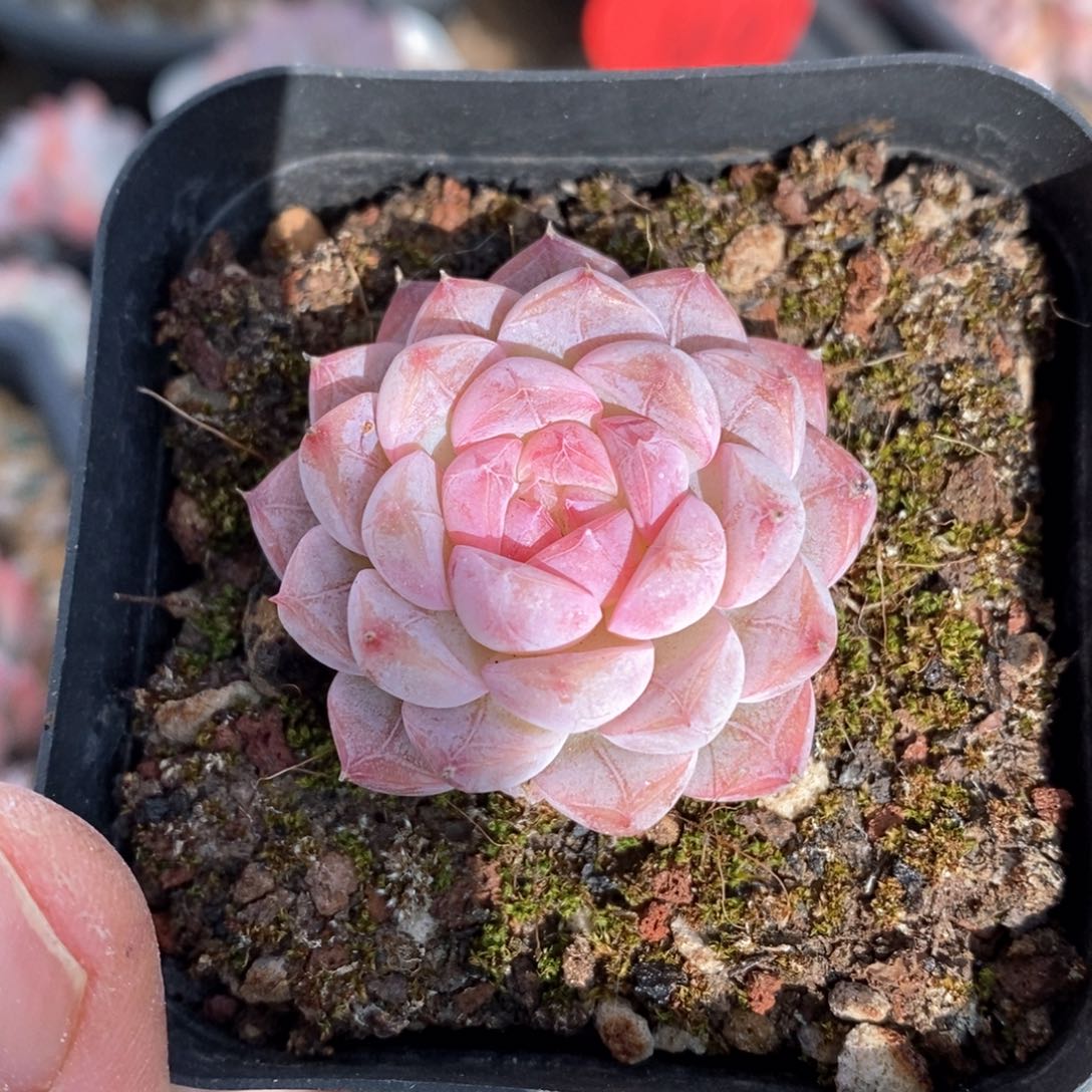 精品多肉一物一拍86