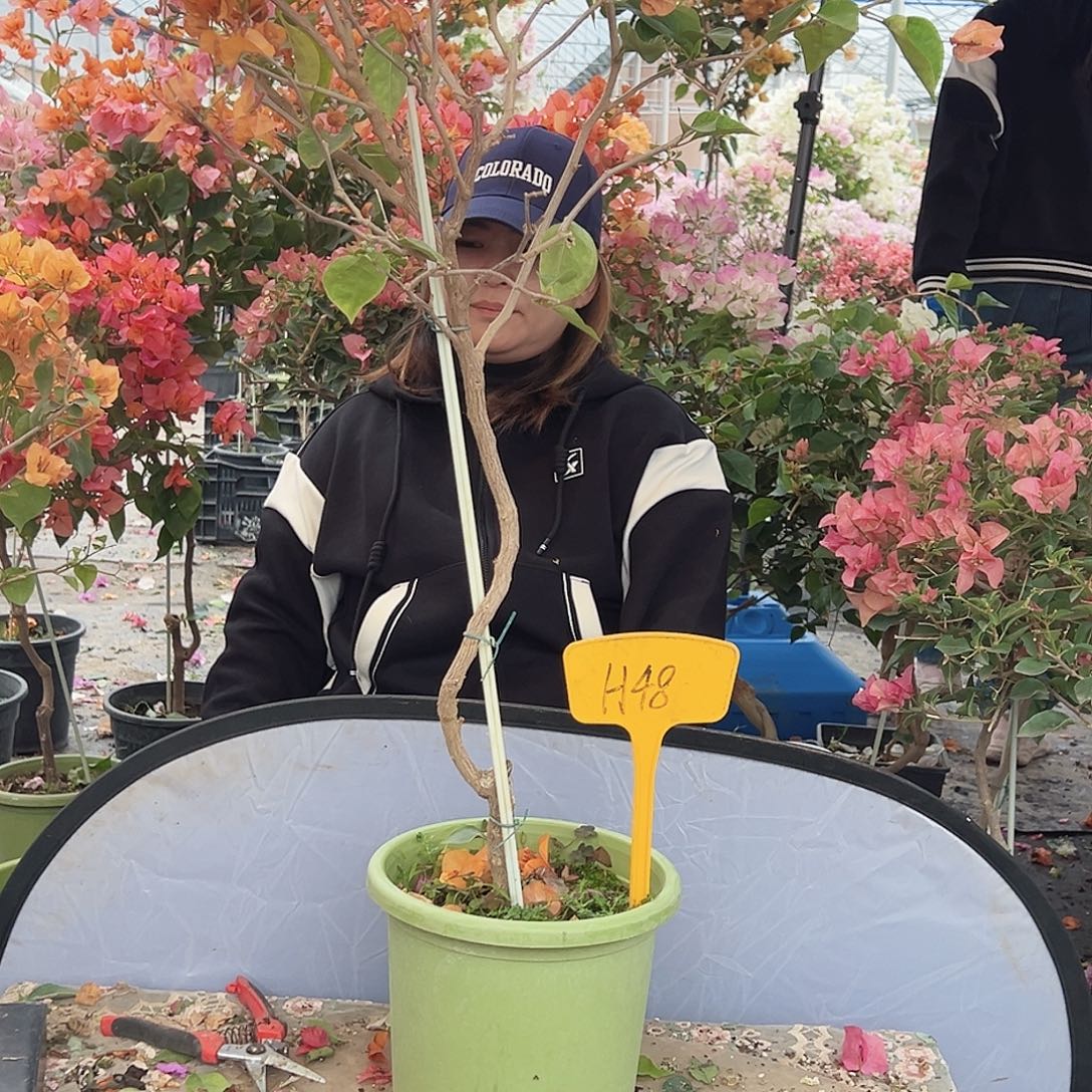 爱***生大部分花苞少量开放H48金色光辉