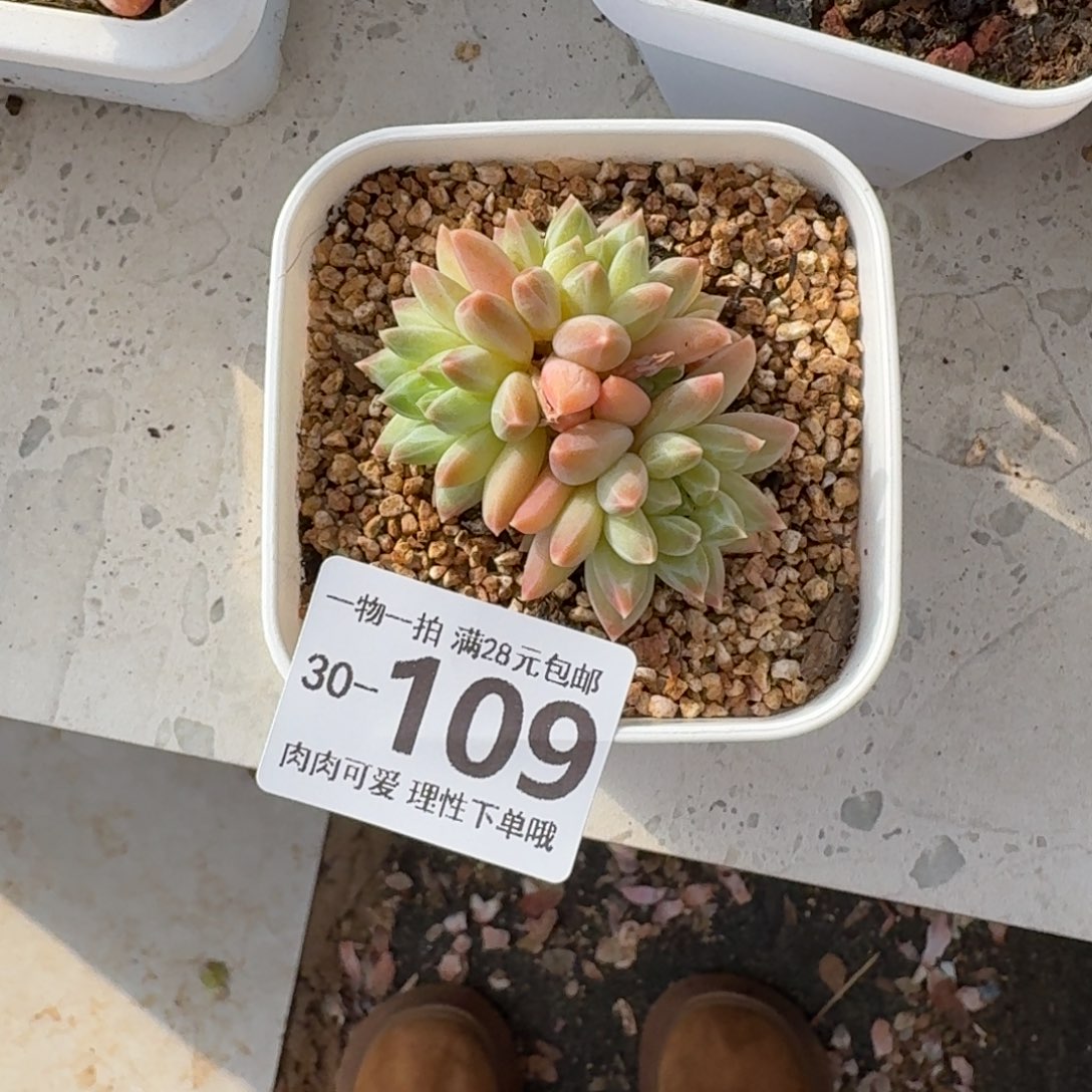 胖体青花瓷无盆土发货无盆