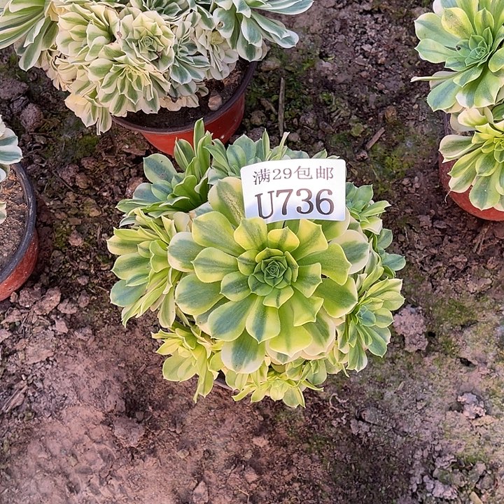 736金币翡翠   多肉植物    