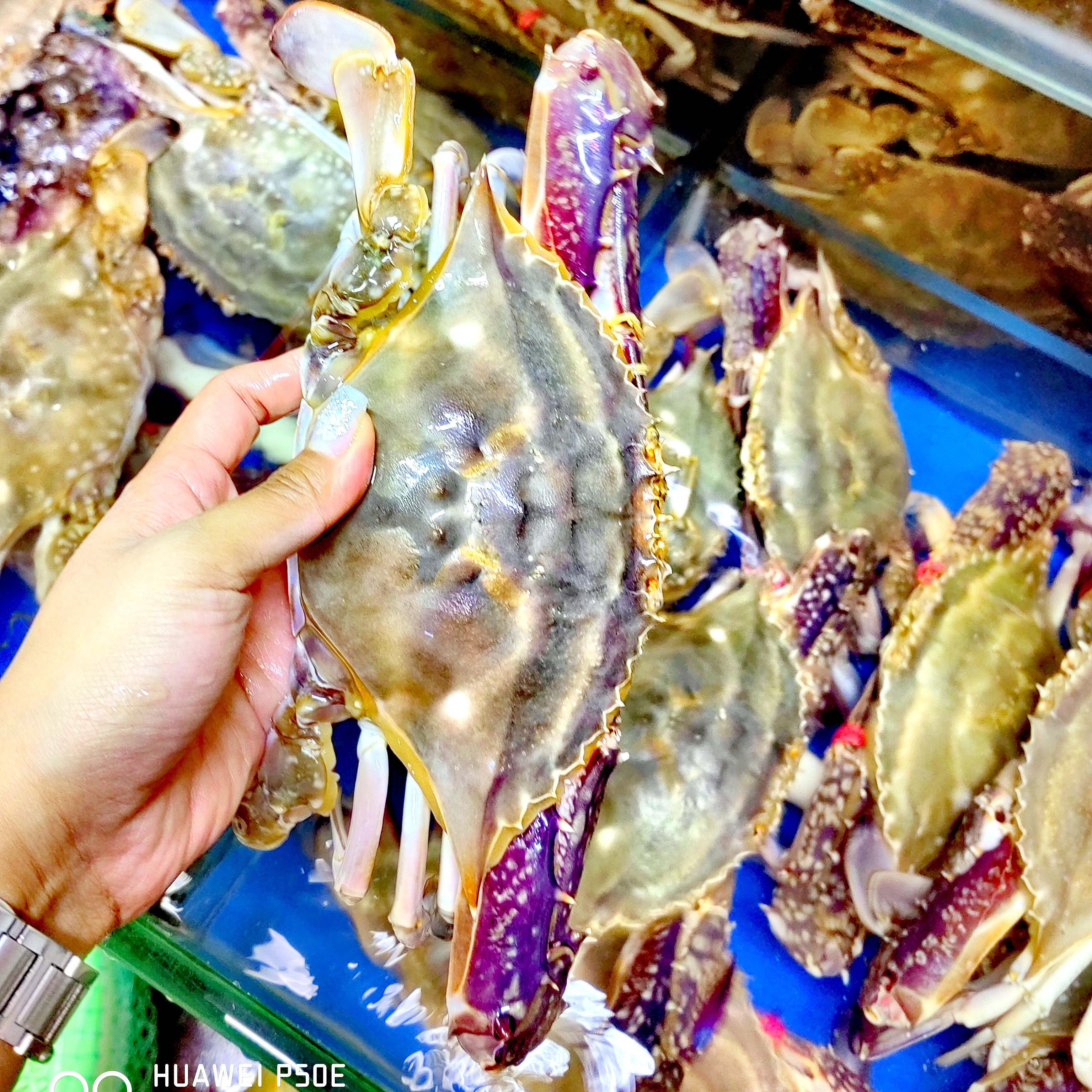 【保鲜不保活】公母混搭海蟹每只2-3两左右 掉爪 4斤装(津京冀包邮）