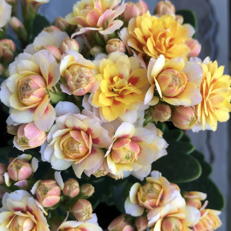 新品新品芳锦110盆复色长寿花