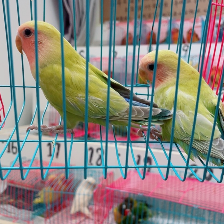 利**械牡丹鹦鹉断奶一只