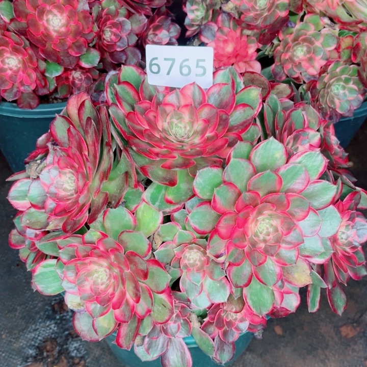 黑魔锦量拍多肉发货