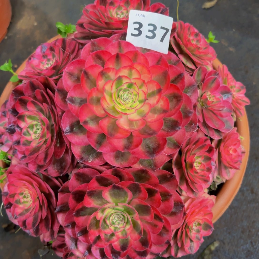 337多肉植物荔枝