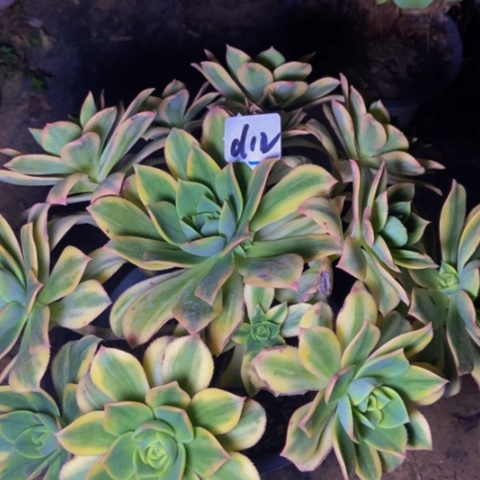 星爆多肉植物一物一拍12