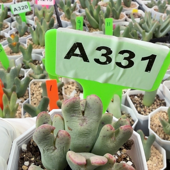 331bhhhhhhhhhhhbbnnnnb