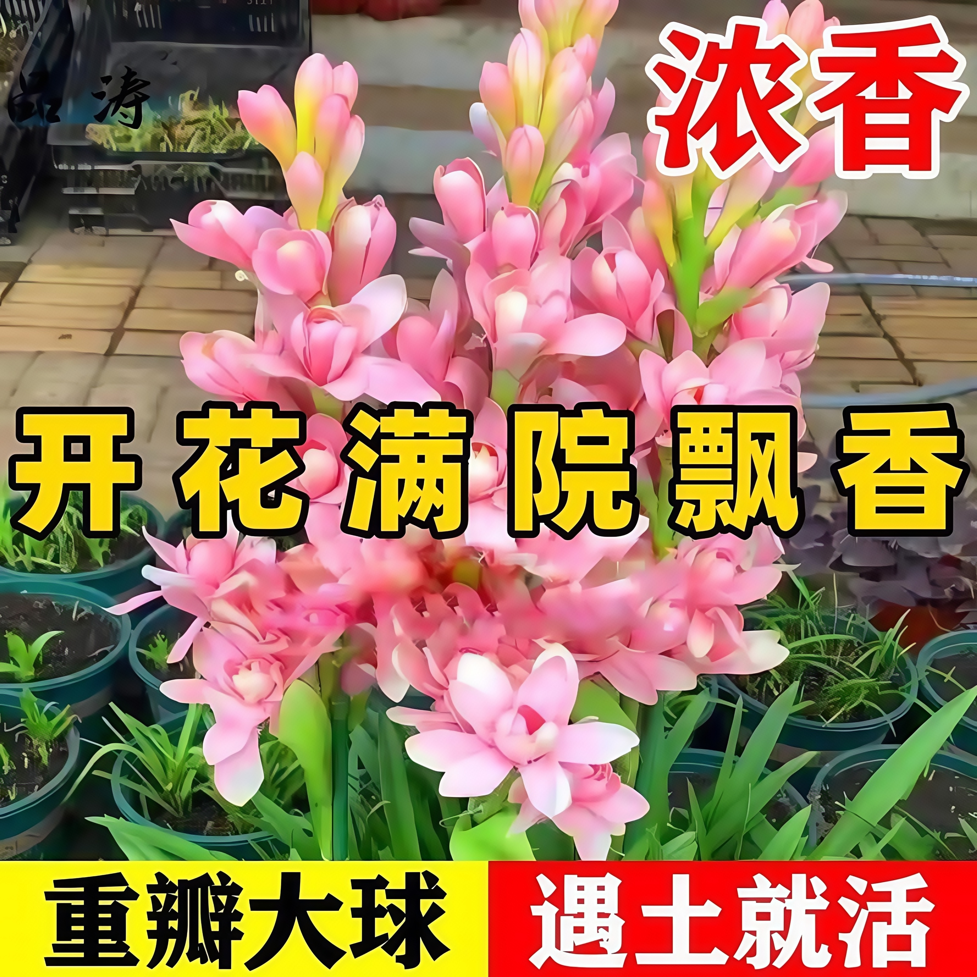 重瓣晚香玉种球盆栽夜来香浓香型多年生植物室内外庭院多季开花