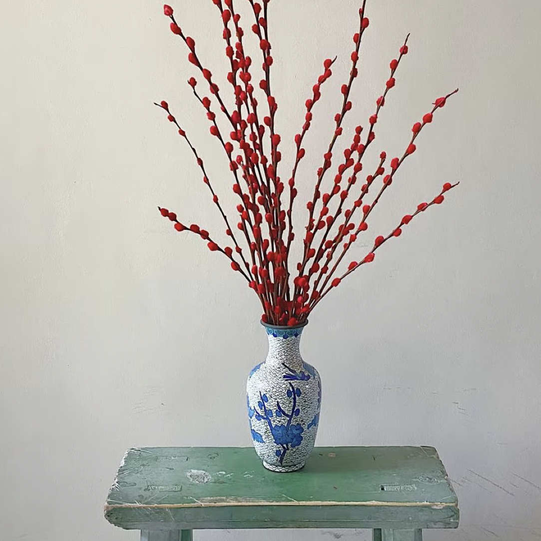 红色银柳真花鲜枝年宵花卉鲜花水培植物干花客厅室内装饰耐寒生长