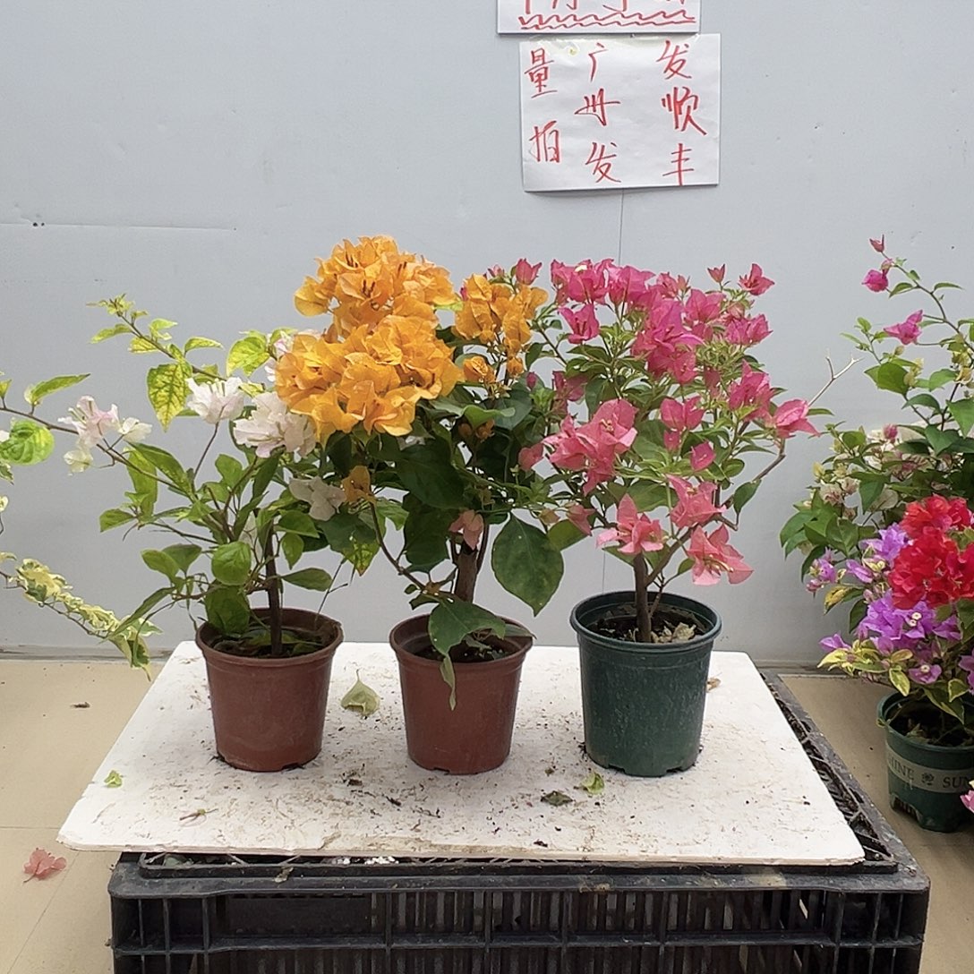 完全开放斑红英，加州黄，卡雅塔组合