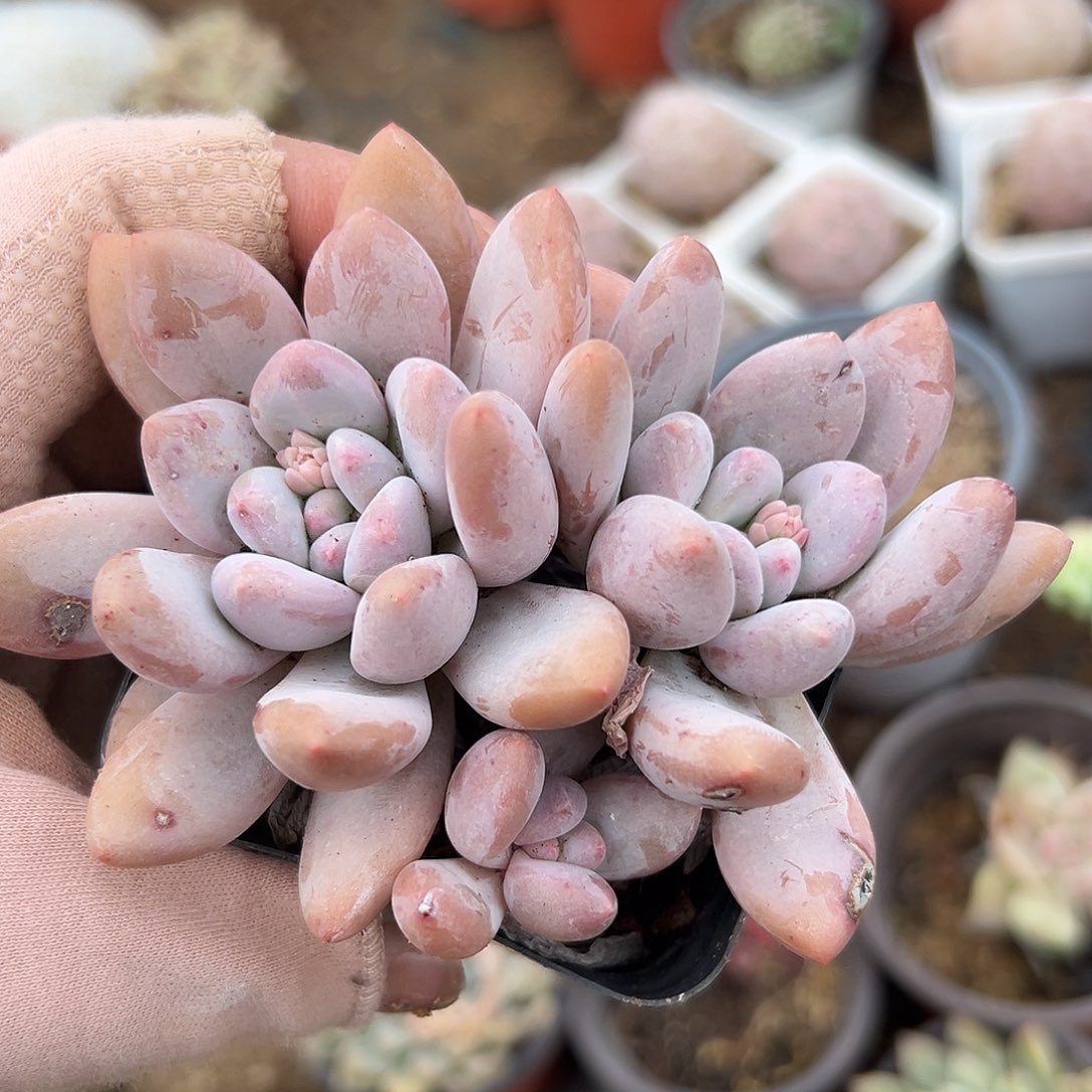 多肉植物香水老庄