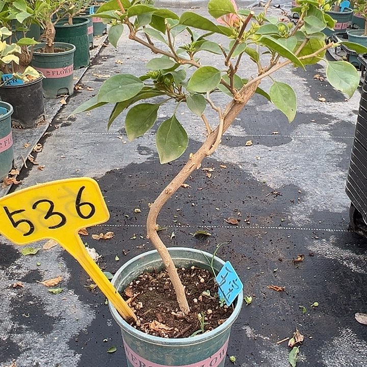 当前无花栽培后可以开花造型 绿叶五宝536
