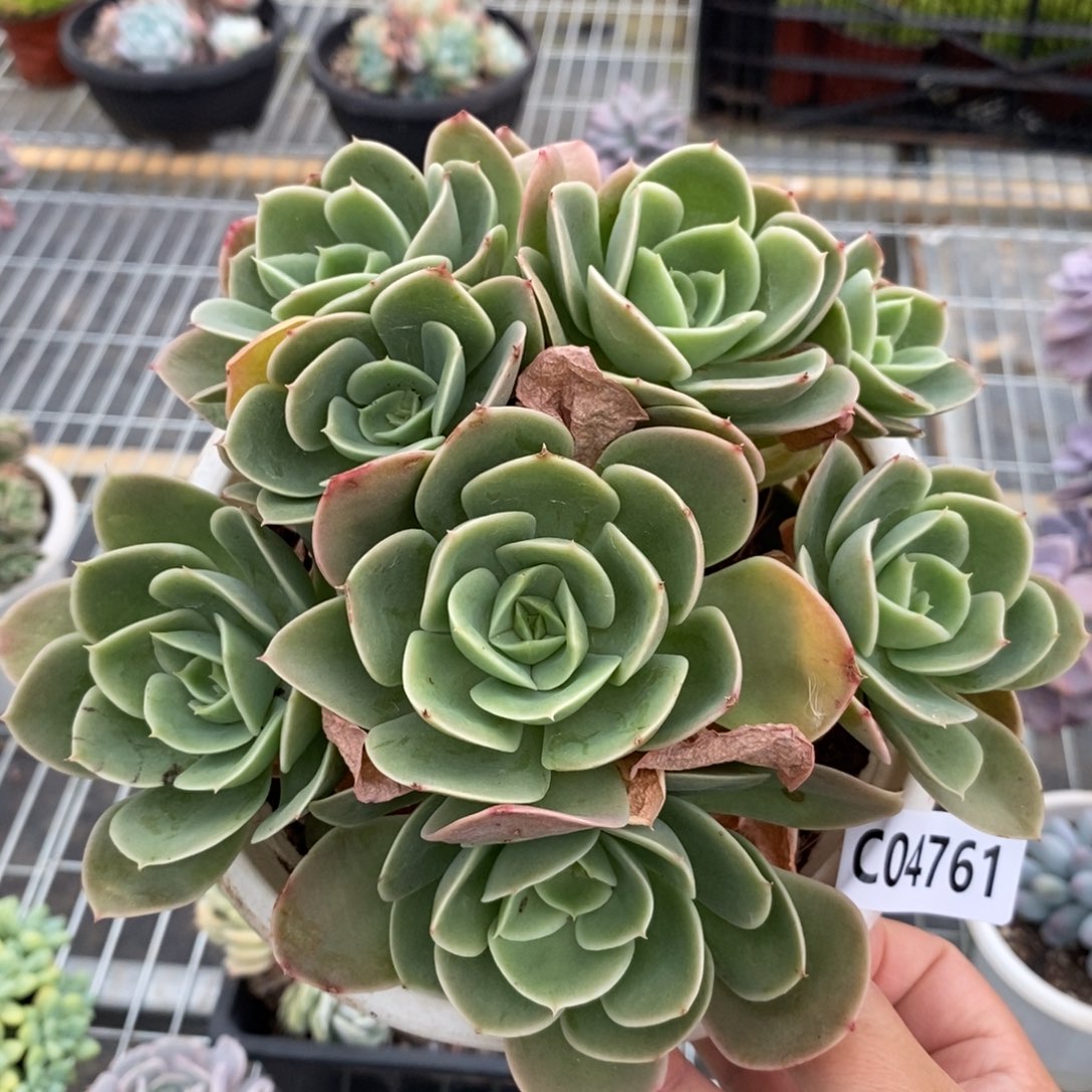 4761星纳塔一物一拍