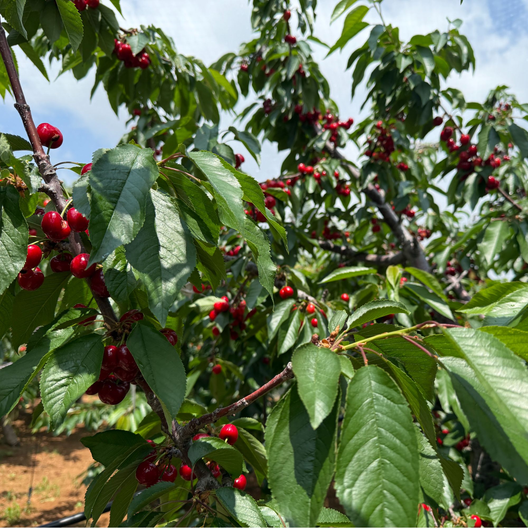 正宗对版大布鲁克斯冰糖脆果树树苗
