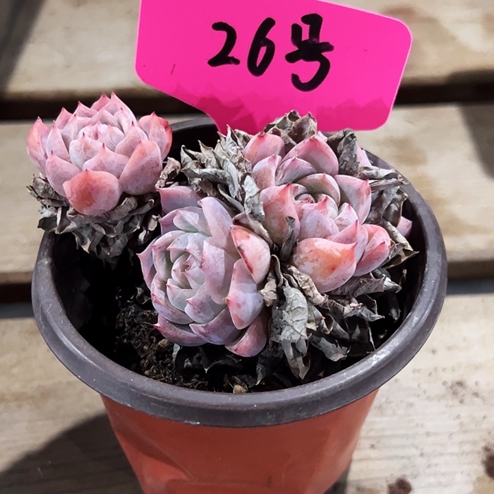 米***娘26号。 孤星圆盆。 