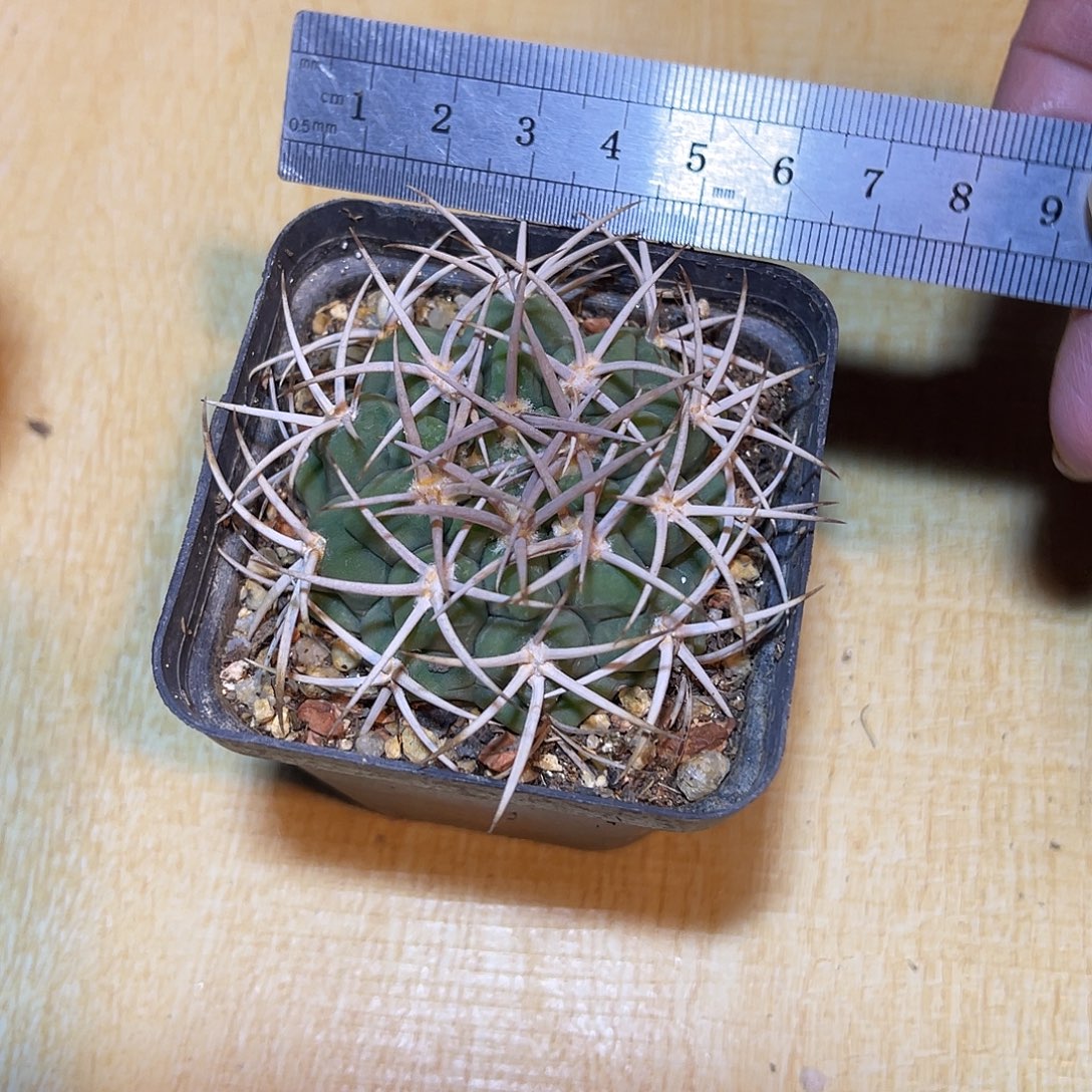 实生大尤豪刺碧岩玉