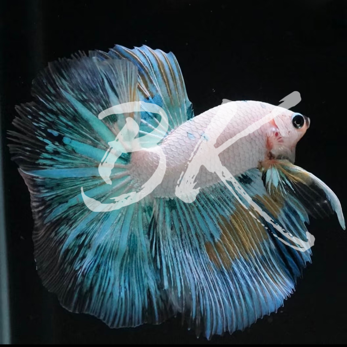 A5（97-120）泰国斗鱼小型热带观赏鱼5-6公分（直播间选鱼）