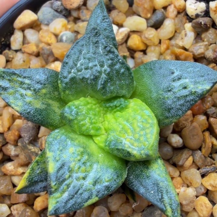 超级哥斯拉外星怒锦