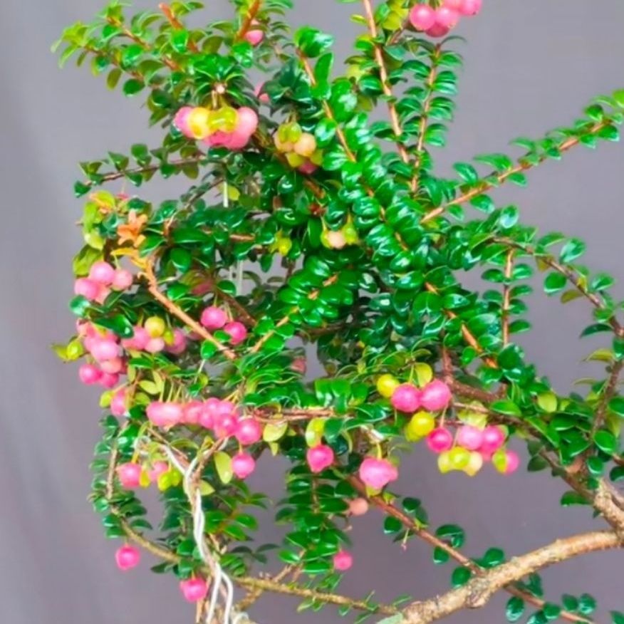 云南树萝卜（会开花）