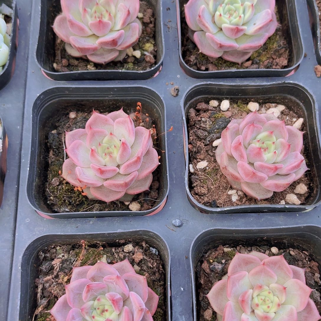 精品神迪多肉植物