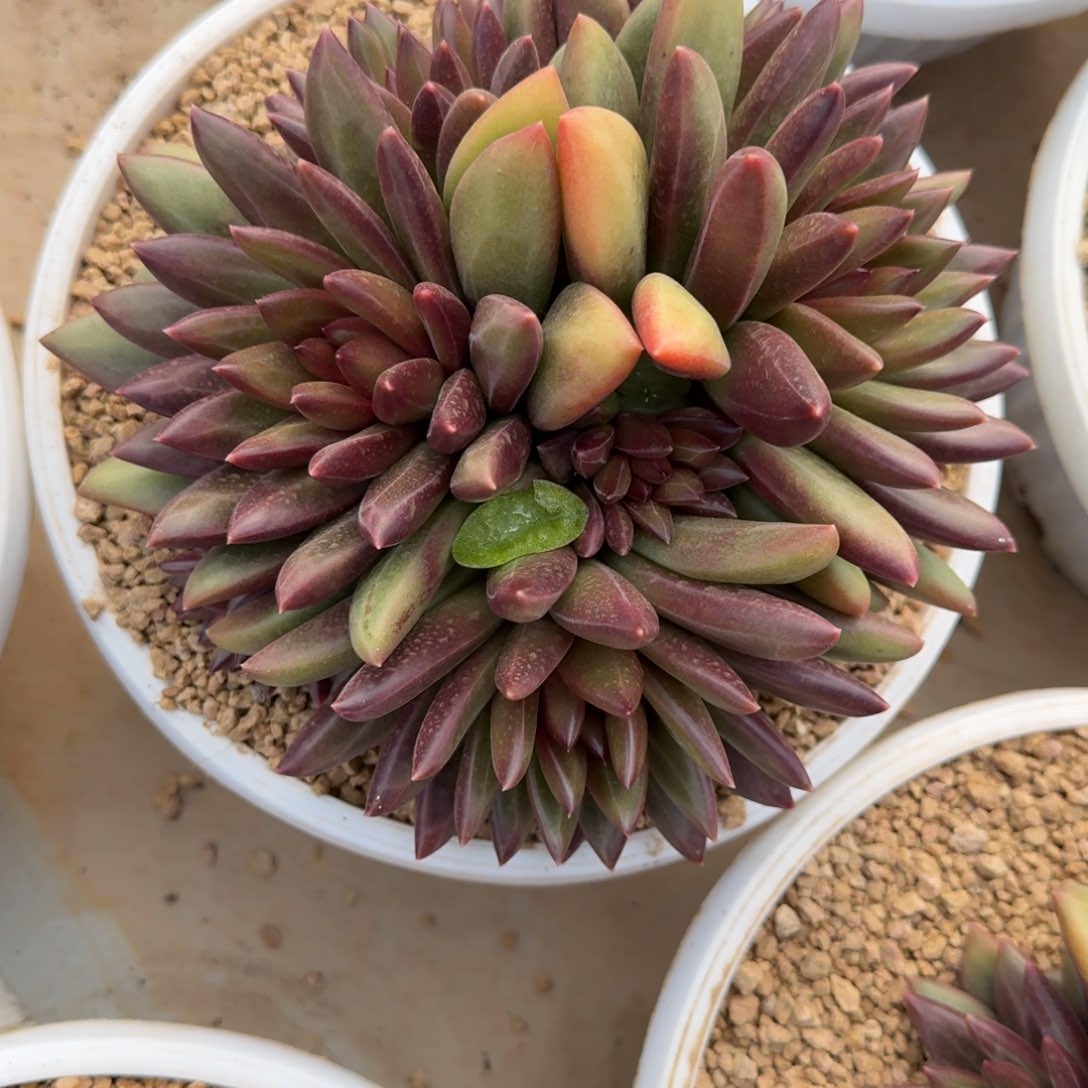 迷雾泡泡多肉植物链接