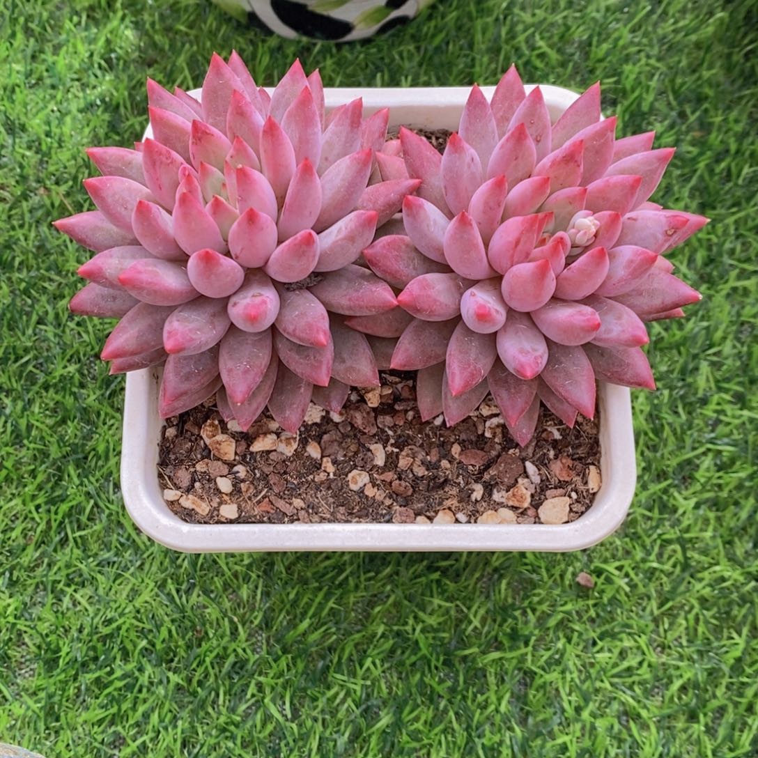 圣***诞多肉植物 一物一拍 