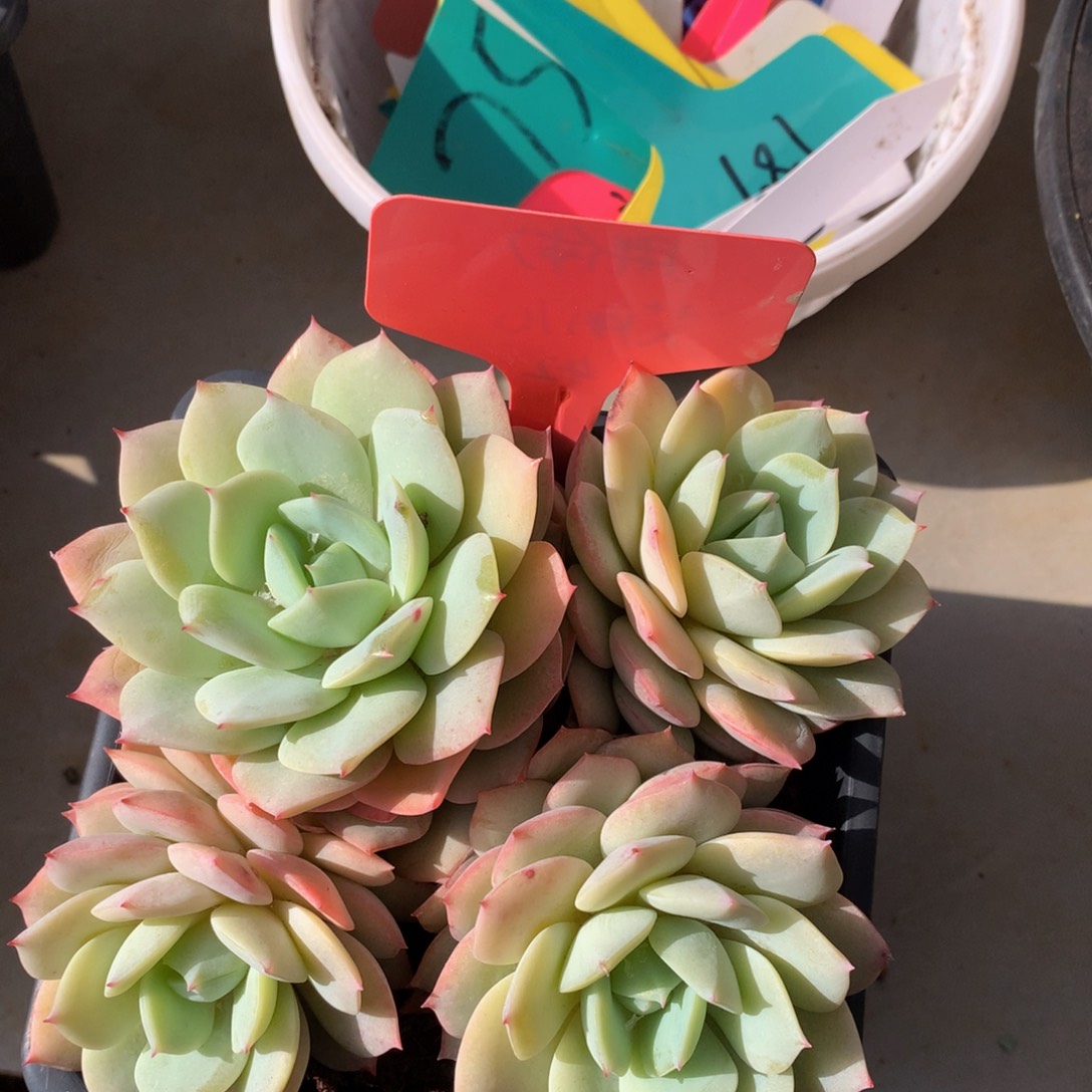 恋曲多日子黑素727272727