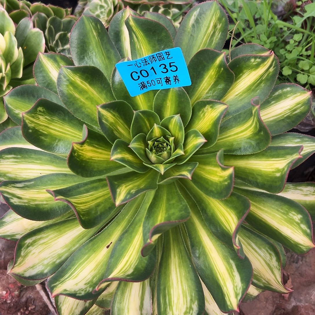 多肉植物0135幻彩