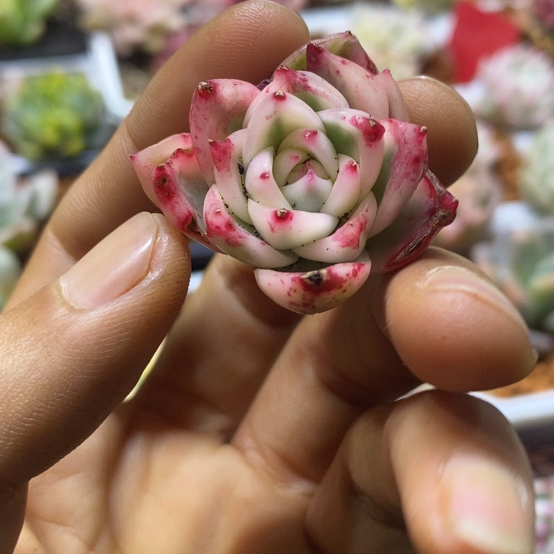 葱**顶葱花 多肉植物