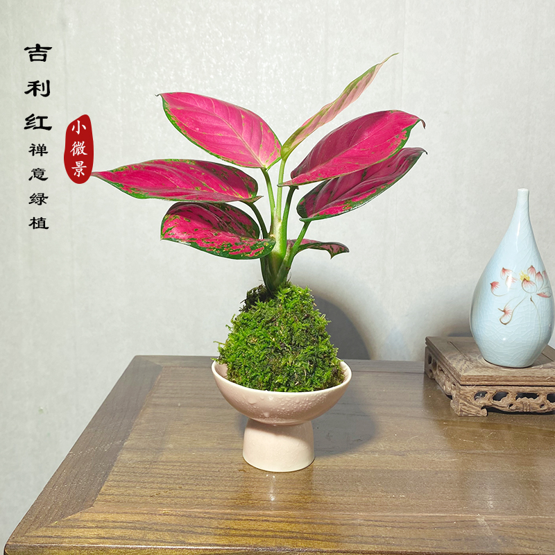 【宏展】吉利红苔藓球新中式苔玉室内耐阴好养绿植绿植