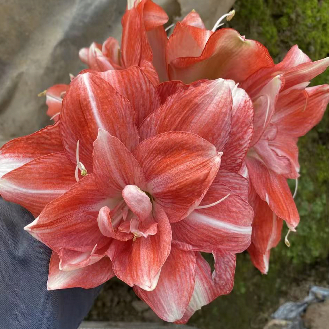 爱优辣椒姐懒人花卉小梦小华