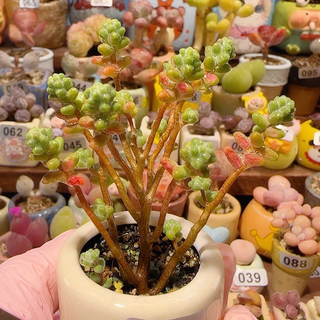 T幸运树盆口3.5cm